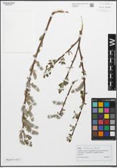 Foto von Salix atrocinerea Brot.